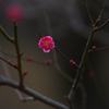 紅梅ー８