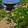 コスモス寺ー１５