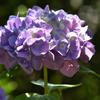 紫陽花（４）