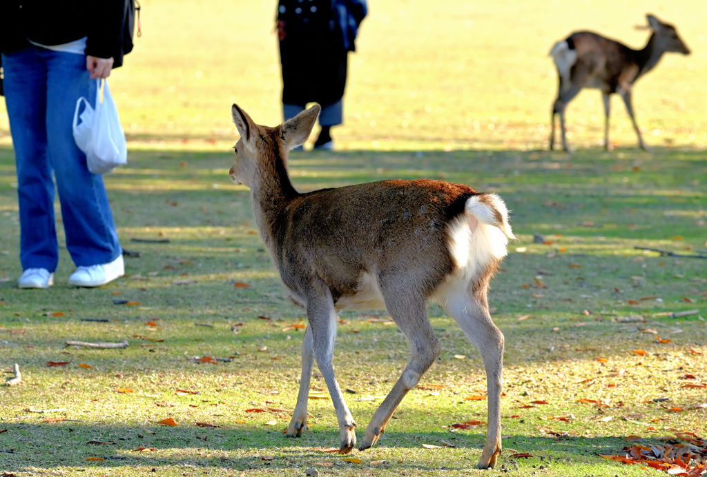狙いはビニール袋‼（ご注意ください）