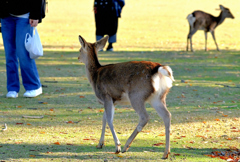 狙いはビニール袋‼（ご注意ください）
