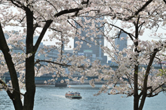 桜クルーズ（２）