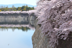 大阪城の春（３）