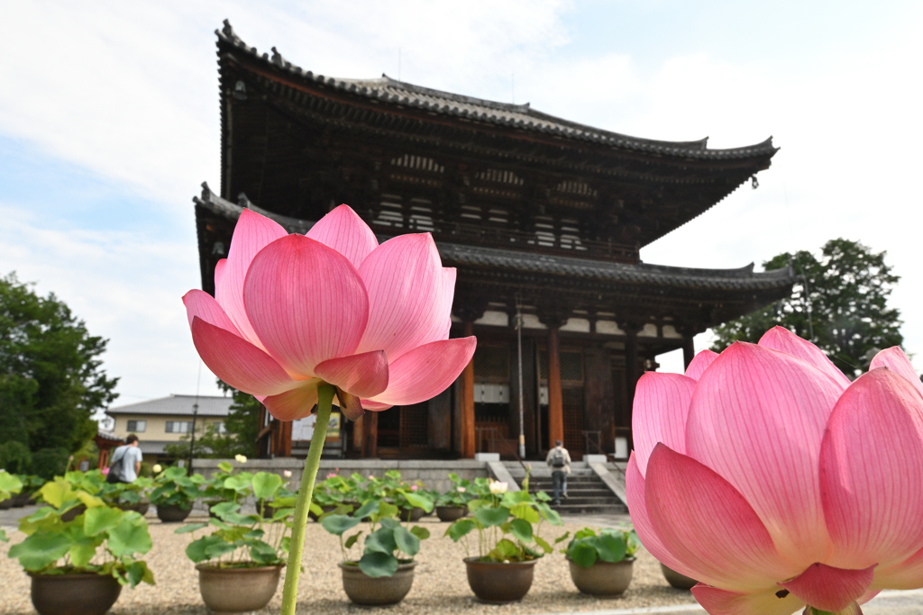 蓮花の寺（３）