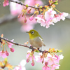 蜜を求めて（６）