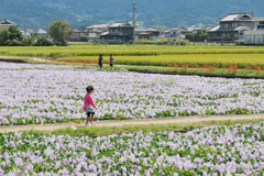 明日香秋景色