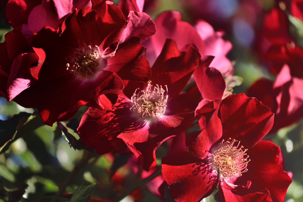 薔薇（２２）