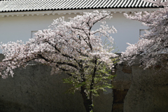 大手口枡形の桜