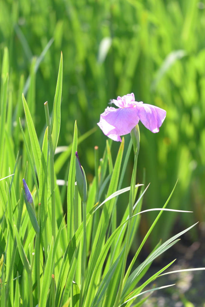 花菖蒲（５）