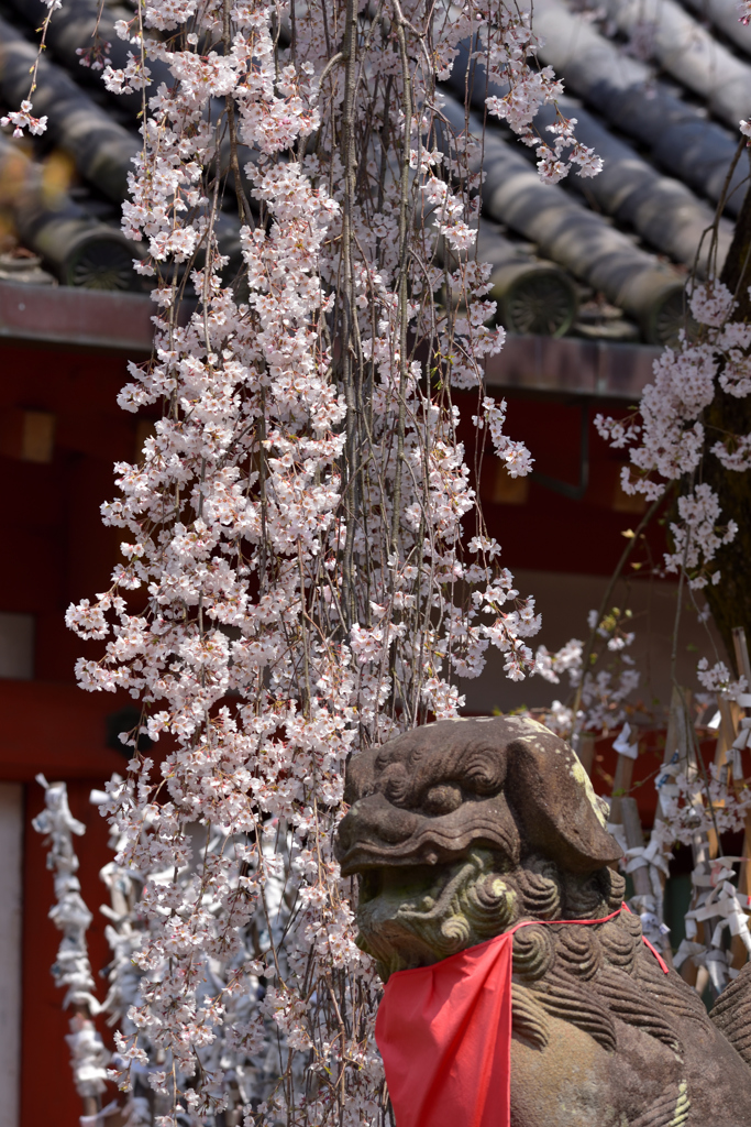 氷室の桜