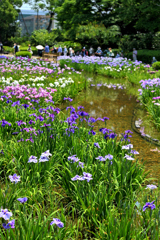 城北菖蒲園にてー５