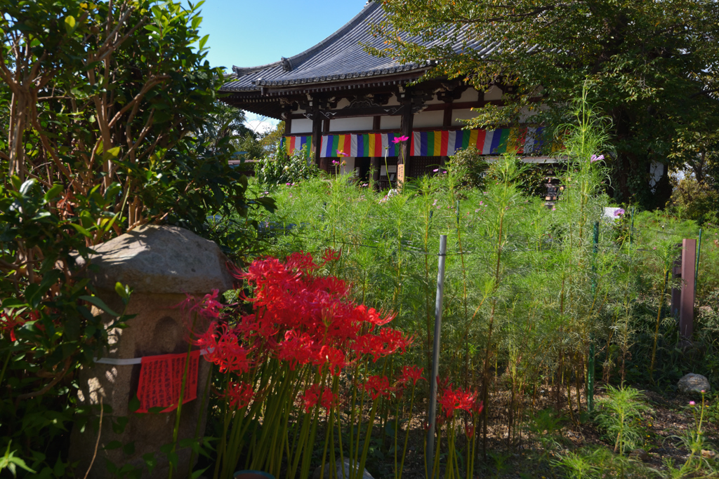 花の寺　般若寺　（０１）