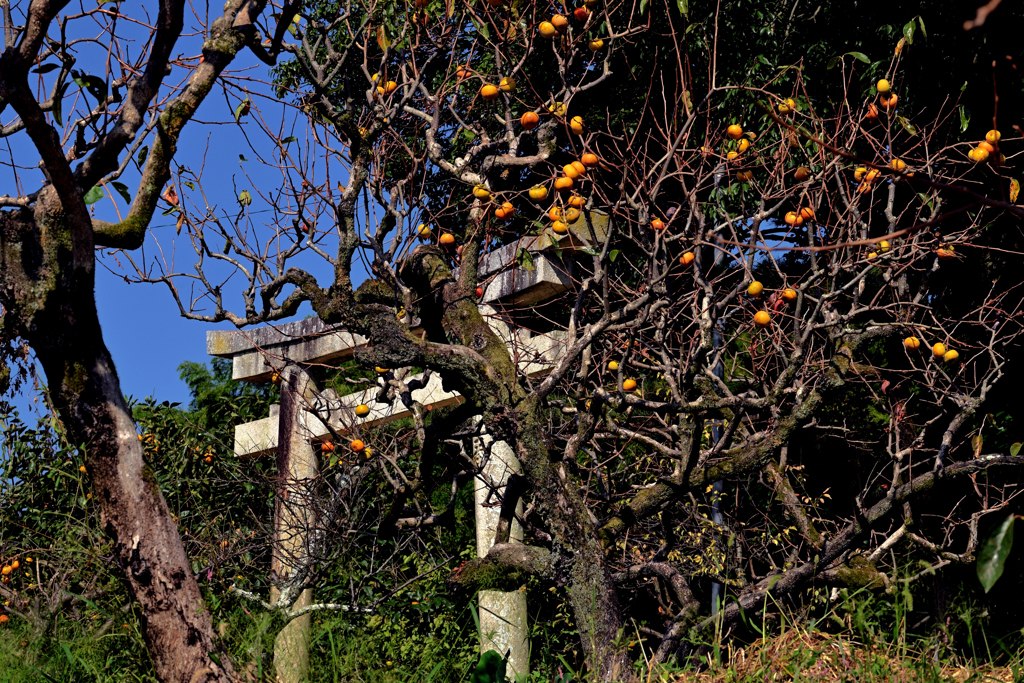 斑鳩町岡本の秋景色（５）