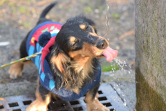 ワンちゃん 水を飲む（２）