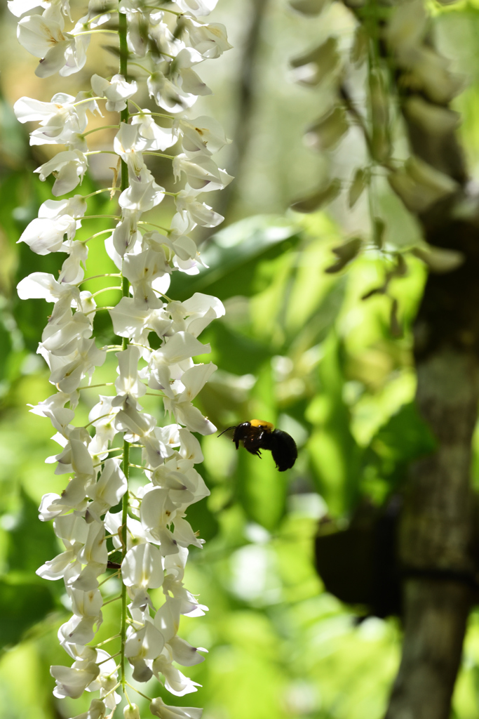 藤かおる萬葉植物園（２）