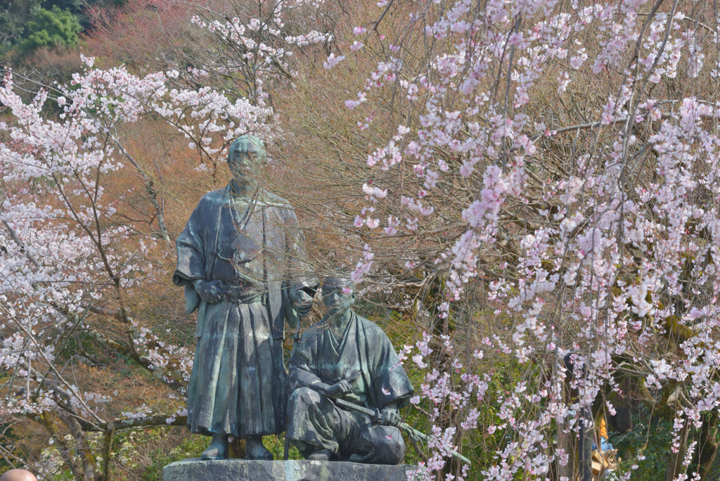 龍馬と慎太郎も花見ぜよ