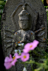 コスモス寺ー９
