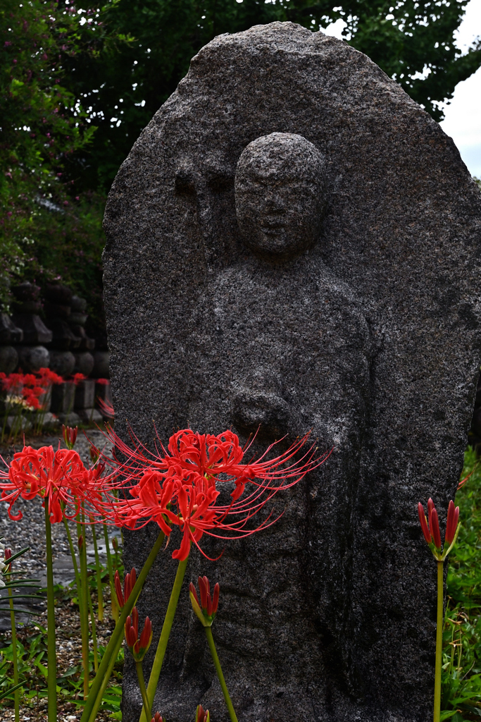 彼岸花ー３