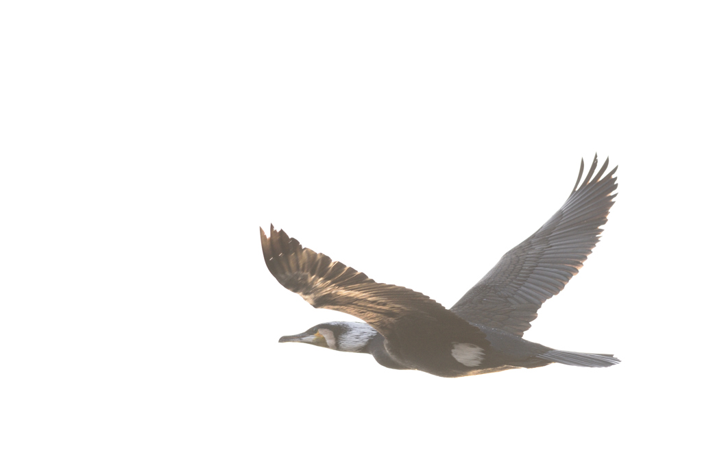 カワウ（２）