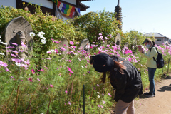 コスモスの咲く寺（０５）