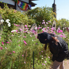 コスモスの咲く寺（０５）