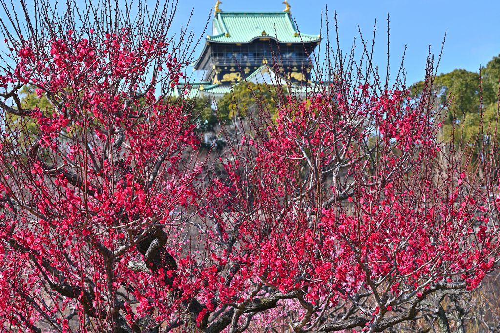 紅色に染まる梅林（２）