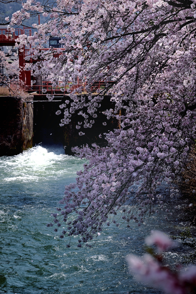 岡崎疎水の春（１）