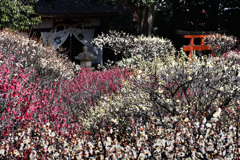 道明寺梅景色（１）