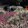 道明寺梅景色（１）