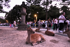 鹿もビックリ　東大寺の盆風景