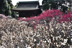 道明寺梅景色（２）