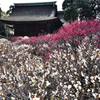道明寺梅景色（２）