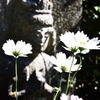 コスモスの咲く寺（１１）