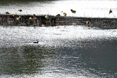 ロケ地 大沢の池で撮ってみた（５）