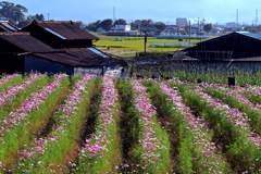 斑鳩町岡本の秋景色（２）