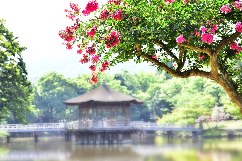 鷺池の夏