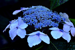 紫陽花（２）