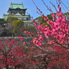 紅色に染まる梅林（５）