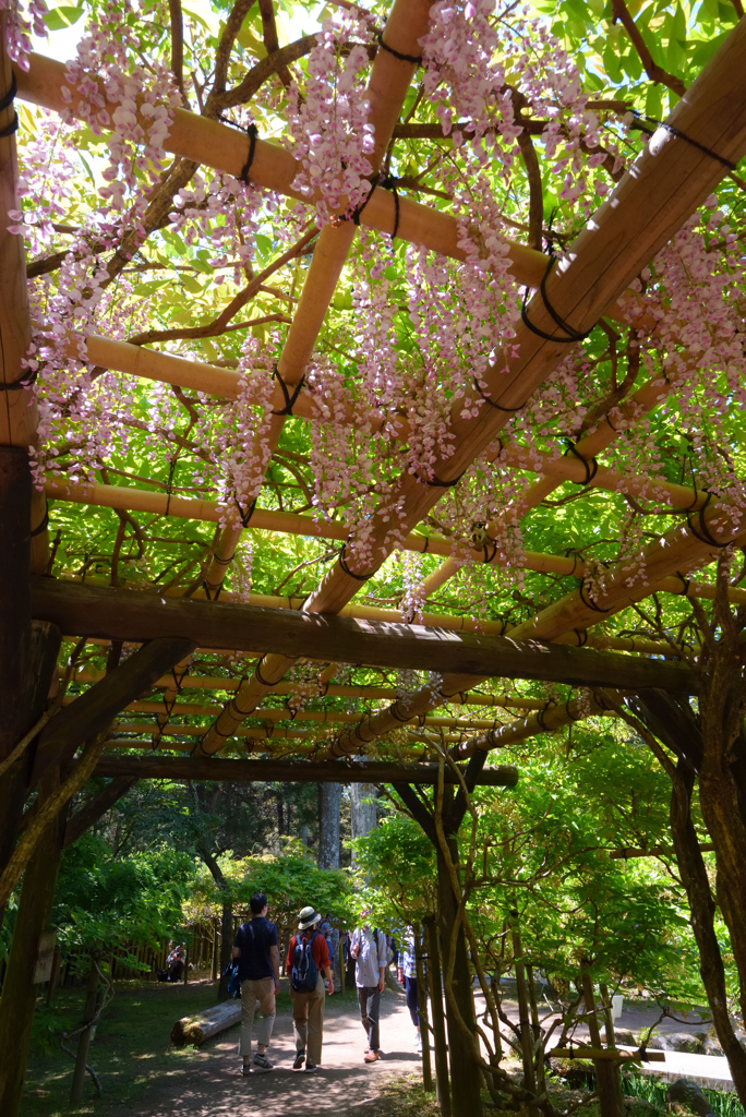 藤かおる萬葉植物園（１４）