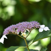 紫陽花（５）