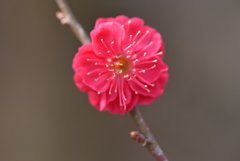 紅梅（２）