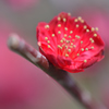 紅梅（５）