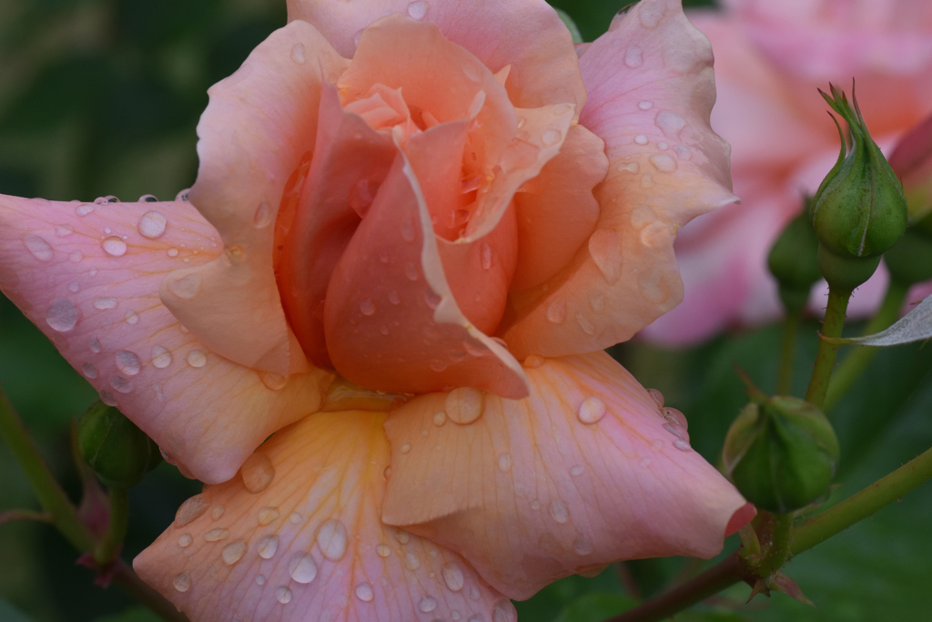 薔薇（１６）