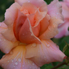 薔薇（１６）