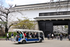 桜の咲く頃（８）