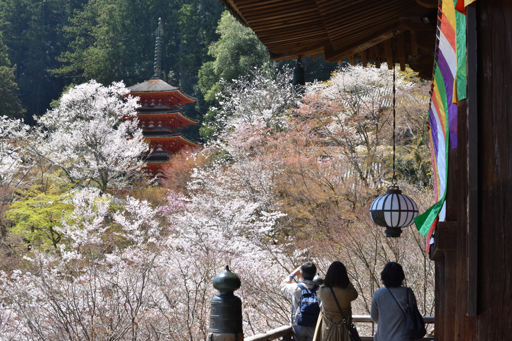 長谷寺の春（７）