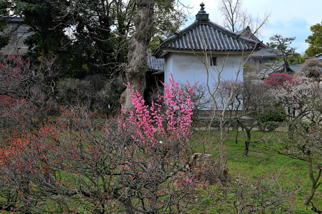 道明寺天満宮（２）