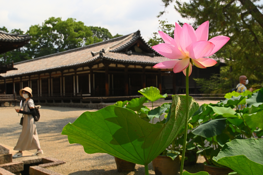 唐招提寺に夏が来た（３）