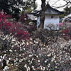 道明寺梅景色（３）