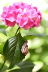 紫陽花の咲く頃（１）